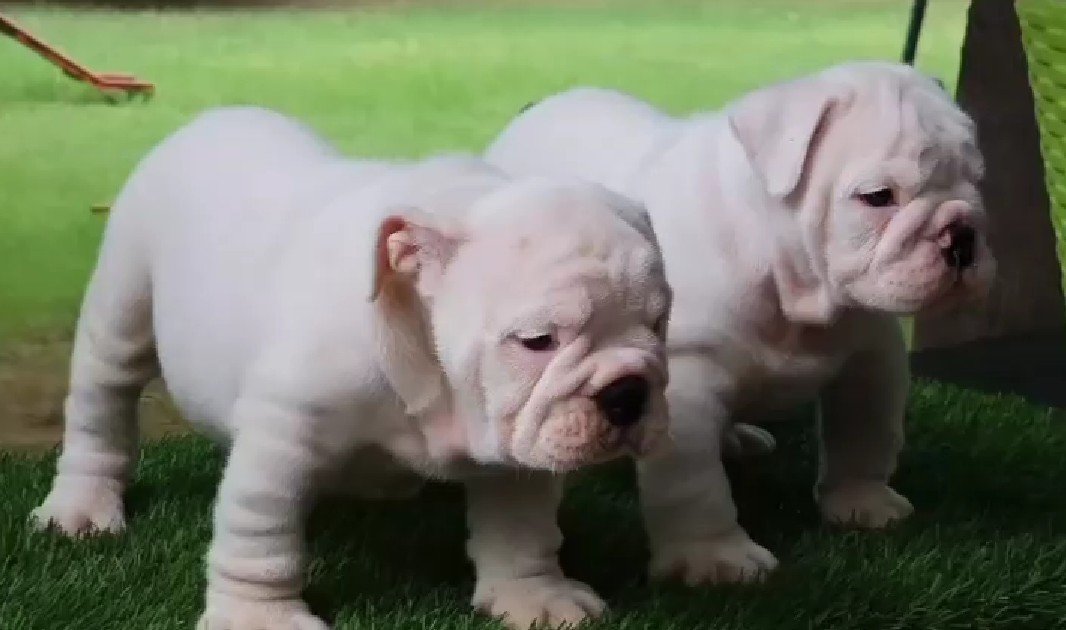 Purchase KCI Registered English bulldog Puppy from Hyderabad